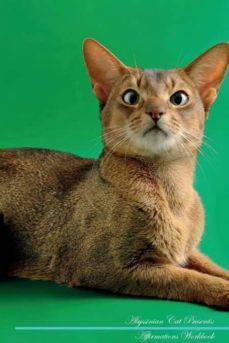 abyssinian cat affirmations workbook abyssinian cat presents-9781526965349