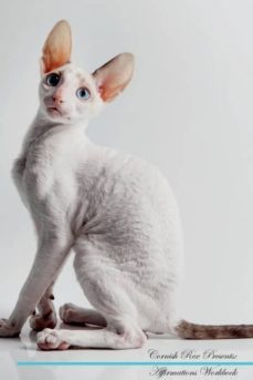 cornish rex affirmations workbook cornish rex presents-9781526968159