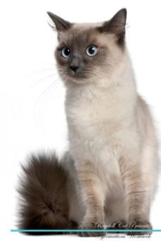 ragdoll cat affirmations workbook ragdoll cat presents-9781526974259