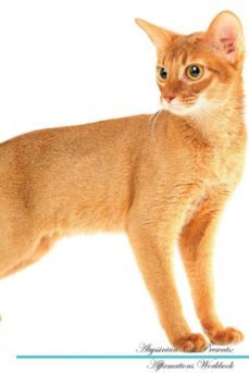 abyssinian cat affirmations workbook abyssinian cat presents-9781526965189