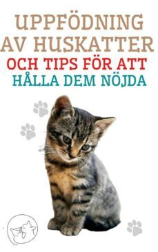 uppfodning av huskatter och tips for att hlla dem nojda (ebook)-9791222411989
