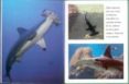 tiburones-9788499135359 tiburones-9788499135359